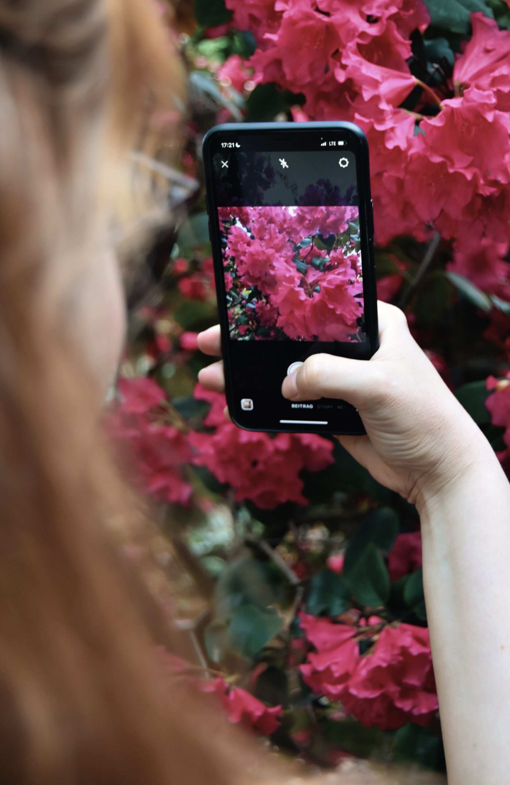 posting a photo of pink flowers on instagram 2025 01 09 12 14 37 utc 2